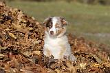 BERGER AUSTRALIEN PUPPIES 219